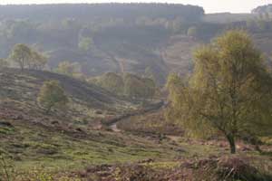 Cannock Chase